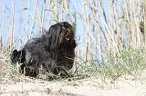 PETIT CHIEN LION 014